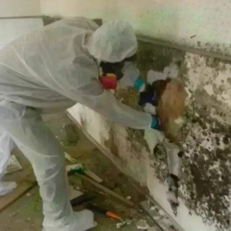 Mold Remediation and Removal in Lyons, GA